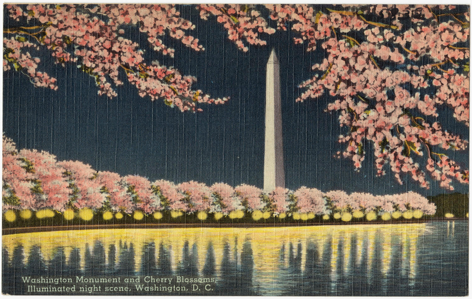 Washington Monument Cherry Blossoms