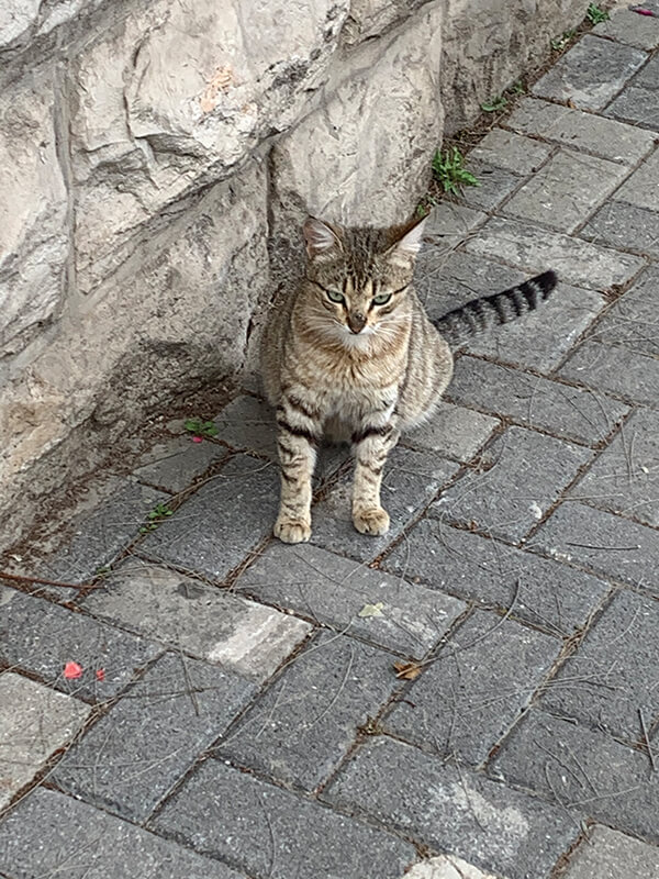 street cat