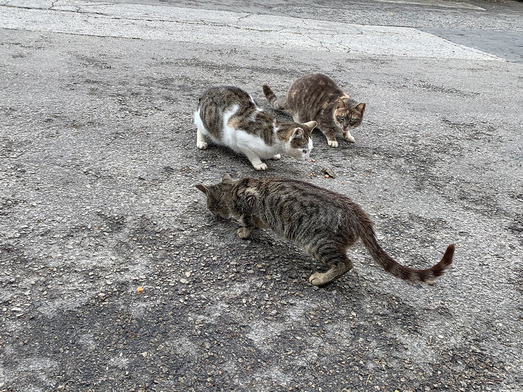 street cats